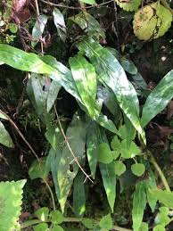 Image result for Cyathea mossambicensis