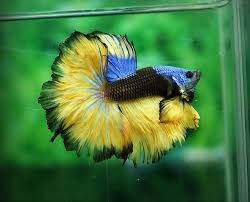 The Aquabid Thread Page 8 Betta Fish Betta Fish Types Beautiful Fish