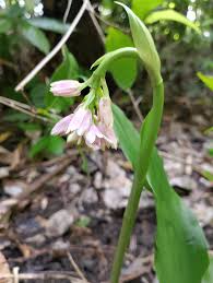 Image result for Momordica corymbifera