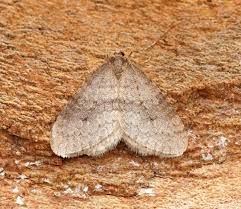 Image result for Operophtera brumata