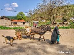 Geyikli At Arabasi Kadin Yolda Kopek Agac Koy Yuruyus Horse Carriage Woman Walk Ontheroad With Dog Tree Village Tbt Horses Animals Kangaroo