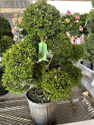 Image result for Eugenia