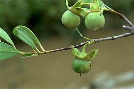 Image result for Sonneratiaceae