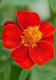 French Marigold Disco Red Tagetes Patula Pansies Flowers Annual Plants Hibiscus Plant