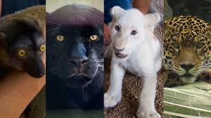This article is a stub. Animal World And Snake Farm Zoo In New Braunfels Experience Kvue Com