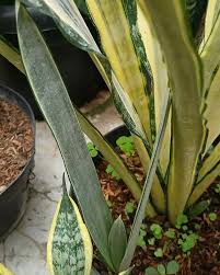 Image result for Habenaria laurentii