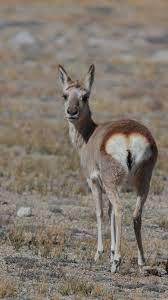Gazzelle, nome d'arte di flavio bruno pardini (roma, 7 dicembre 1989), è un cantautore italiano. Tibetgazelle Wikipedia