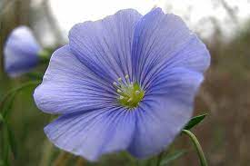 How To Grow Flax For Flowers Seeds And Oil Gardener S Path