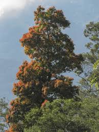 Image result for Canarium