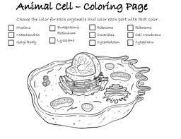 Animal cell coloring page | free printable coloring pages. Animal Cell Coloring Page By Jeremy Scholz Teachers Pay Teachers