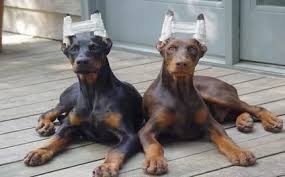 And give tips on how to solve this problem all in one place. Dog Lovers Against Ear Cropping Home Facebook