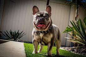 They love to spend their. Royal Empire French Bulldogs Home