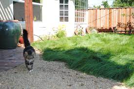We did not find results for: Delta Bluegrass Native Mow Free Google Search Garden Design Best Grass Seed Best Grass