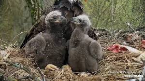 Eaglet Growth And Development Week Four Raptor Resource