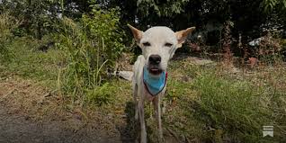 Living With Alba - by Niall Harbison - Happy Doggo