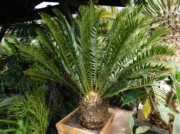 Image result for Encephalartos chimanimaniensis