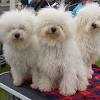 We are a bolognese dog and puppy breeder located in tennessee, usa. Https Encrypted Tbn0 Gstatic Com Images Q Tbn And9gctwvdeastvb4svemea9rsfls9ul63cjk76cfmcdg3phsq976aud Usqp Cau