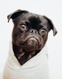 How can you adopt a pug or pug cross? Pitbull Pug Mix A Complete Guide On Pugbul Loving Earth