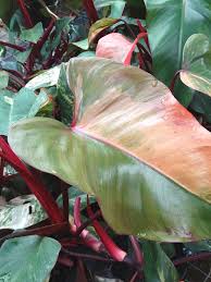Philodendron Painted Lady Plant In 2x2x7 Pot In 2020 Philodendron Plants Philodendron Plant