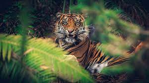 Baixar selva, selvagem, animal, tigre, predador, 4k para pc, laptop, ipad, mac, ios, android desktop wallpaper. 10 Awesome Ultra Hd Animal Wallpapers 4k Images Wild Animal Wallpaper Animal Wallpaper Pet Tiger