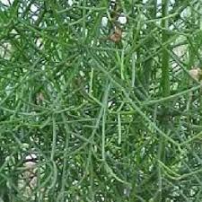 The only time you need to trim the firestick related reading: Pdf Medicinal Value Of Euphorbia Tirucalli