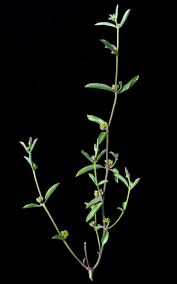 Image result for Raphionacme velutina