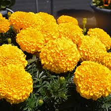 Image result for Tagetes erecta
