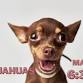 Chihuahua Meet Up