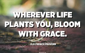 French cuisine is probably one of the most notorious cuisines in the world. Wherever Life Plants You Bloom With Grace Old French Proverb Quotespedia Org