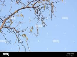 Image result for Radermachera xylocarpa