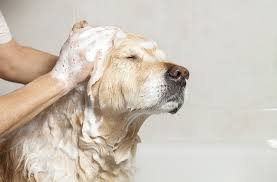 Best Dog Shampoos For Odor In 2021 Reviews Thepetdaily