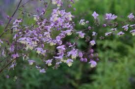 Hat man einen garten mit lehmboden, ist der bei trockenheit betonhart und bei nässe glitschig, wie schmierseife und lässt in beiden fällen kaum luft für die pflanzenwurzeln. Die 10 Besten Stauden Fur Lehmboden Mein Schoner Garten