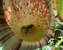 There are a few, however, that grow to be much larger than that. Insectivorous Plants Eye Of Nature