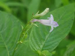 Image result for Asystasia glandulosa