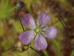 Drosera 'lake badgerub', drosera nitidula x pulchella, drosera pulchella, drosera roseana, drosera scorpioides. Drosera Omissa Wikipedia