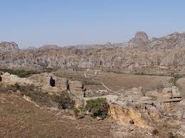 Image result for Platycoryne pervillei