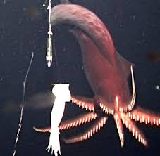 Sie haben einen langen, schmalen körper mit zwei dreieckigen, segelartigen flossen an den seiten, zudem zehn längere arme, von denen das tier zwei. Meeresbiologie Warum Alle Tintenfische Und Kalmare Giftig Sind Welt