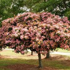 Image result for Rhaphiostylis