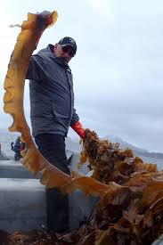Did You Know That When It Snows My Eyes Did You Know That Seaweed Comes In All Shapes And Sizes The Tiniest Seaweed Known As Phytoplankton Is Microscopic Which Means It Cannot Be Seen With The Hum