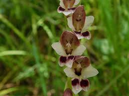 Image result for Gladiolus gregarius