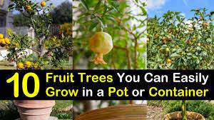 Started by james hart stark in 1816 on a plot of land deep in the louisiana purchase territory, stark bros. 10 Fruit Trees You Can Easily Grow In A Pot Or Container