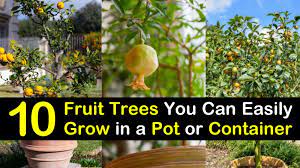 Dwarf fruit trees can be grown in containers indoors during the winter months and then brought outside when the weather warms up. 10 Fruit Trees You Can Easily Grow In A Pot Or Container