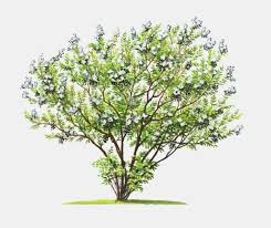 Image result for Lawsonia inermis