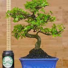 You might also pick that bonsai tree that fits your style and the one that might last longer too. Chinese Elm Bonsai Trees Ulmus Parvifolia Greenwood Bonsai Studio