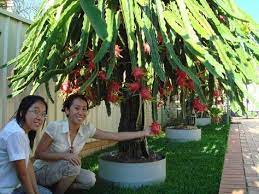 Manage And Prune Dragon Fruit Improve Production Pitahaya Thanh Long Dragon Fruit Plant Dragon Fruit Garden How To Grow Dragon Fruit