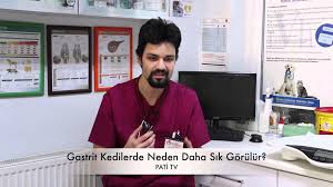 Gastrit Neden Kedilerde Daha Sik Gorulur Kalbimdeki Patiler Kedi Veterinerler Tv