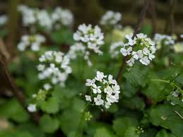 Image result for Pachycarpus firmus