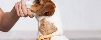 The first reason is frontlines proven track record and. Nexgard Chewables For Dogs Side Effects Interactions More