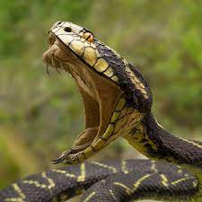 The old way of categorizing venom indicated that some snakes have a neurotoxic venom (affecting the nervous system) and others have a haemotoxic venom (affecting tissue and blood). How Snake Venom Kills And Saves Lives Let S Talk Science