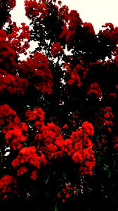 Red Flowers Love In 2020 Beautiful Flowers Wallpapers Flower Wallpaper Flower Aesthetic
